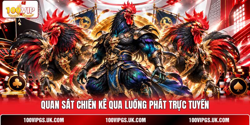 Quan sát chiến kê qua luồng phát trực tuyến